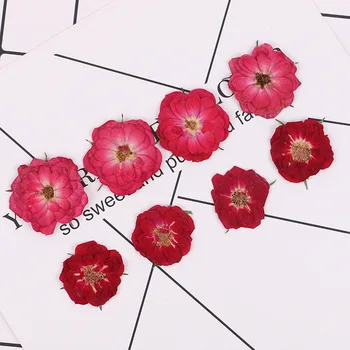 16pcs,Dabas Mūžīgo Nospiests Rožu vadītājs, Nekustamā sausie Ziedi DIY Nail Art Apdare Augu Gēla Manikīra Uzlīmes DIY Grāmatzīmi Dāvanu