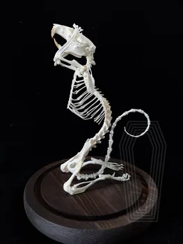 1gb pabeigta dzīvnieku Žurkas skelets paraugu Rotājumi, collectibles