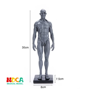 30cm Augstums Cilvēka Anatomijas Anatomija Galvaskausa Asins Skulptūru Galvas Mākslas Dekoratīvie Ornamenti Cilvēka balsta un kustību aparāta Anatomija