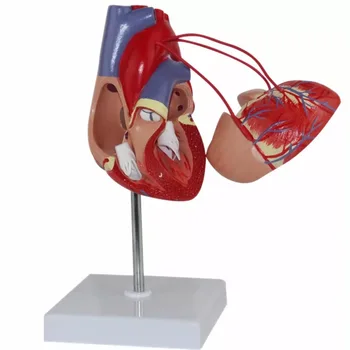 Sirds Šuntēšanas Sirds, Sirds Un Asinsvadu Anatomija Cilvēka Sirds Kardioloģijas Medicīnas Modeļa Paraugs
